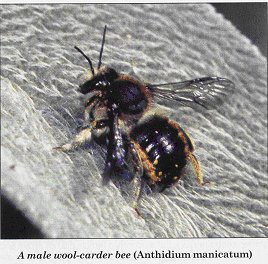 Male Wool-Carder Bee